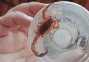 como evitar acidentes e o que fazer em caso de picada – Agência de Noticias do Governo de Mato Grosso do Sul