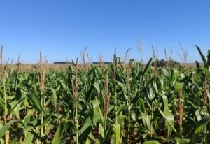 71,5% das lavouras em boas condições