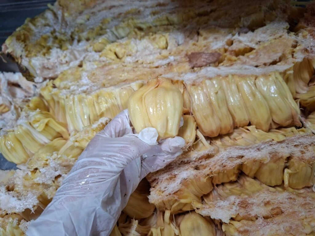Jaca gigante de Rochedo tinha quase 10 kg e virou hit