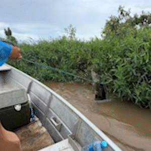 Pescador laça jacaré após roubo de peixe no Pantanal