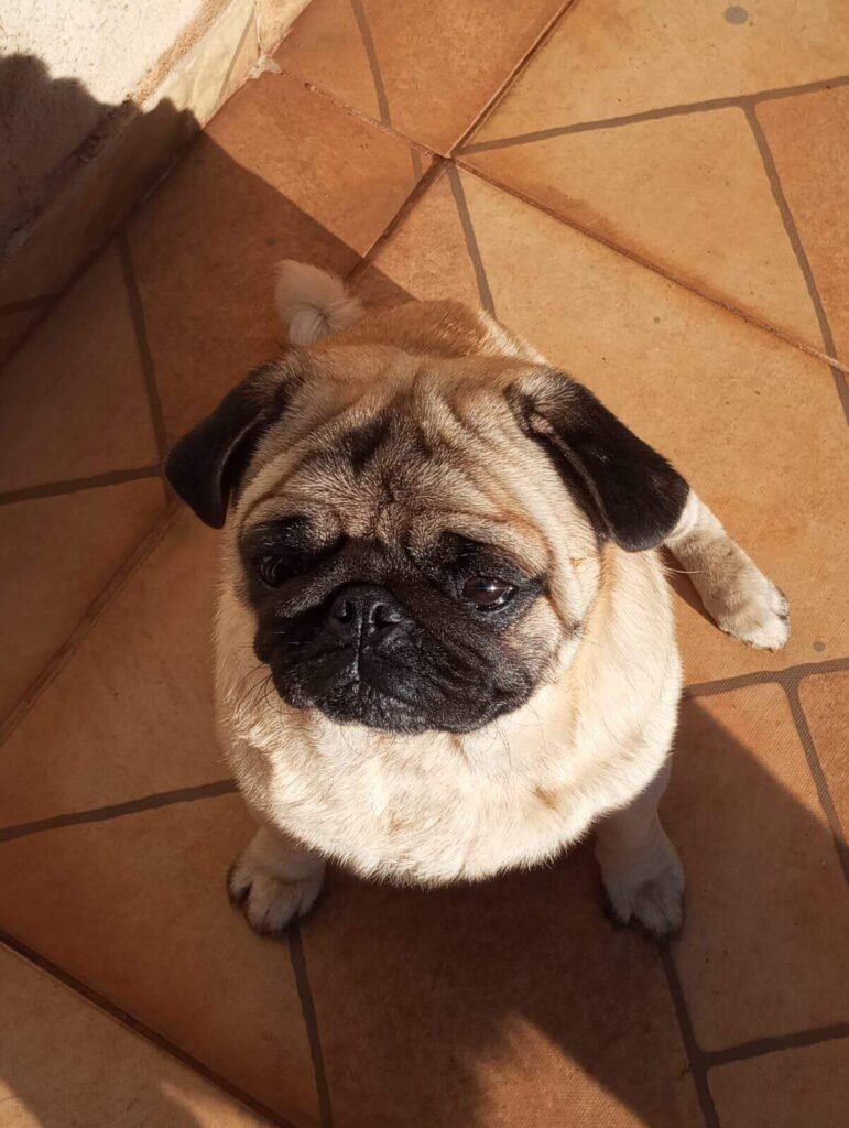 Pug Billy sumiu em Santa Emília, Campo Grande!