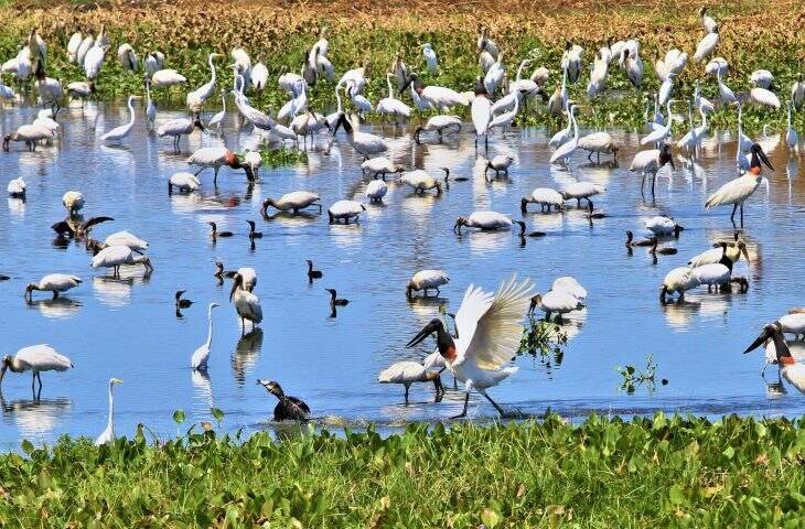 UEMS recebe intercâmbio com Birmingham sobre Pantanal em 2026