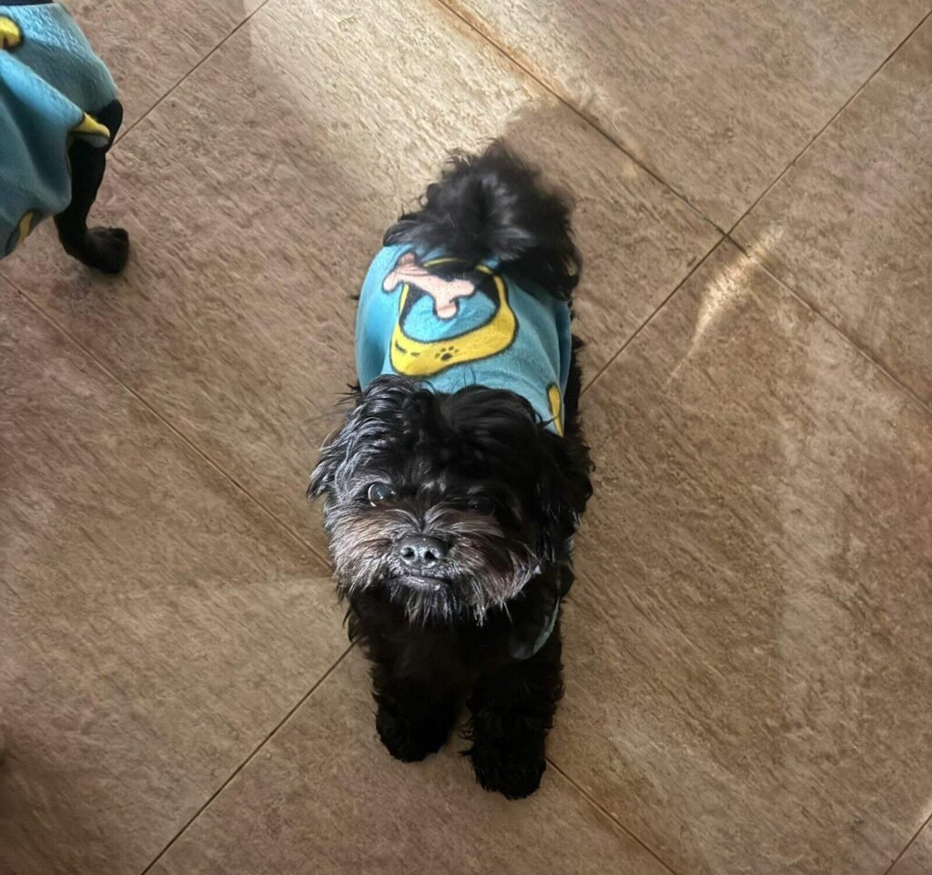 Cachorro Apolo desaparece em Campo Grande; família busca