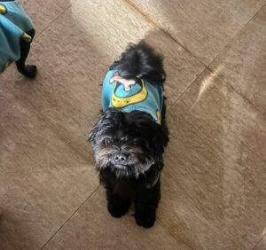 Cachorro Apolo desaparece em Campo Grande; família busca