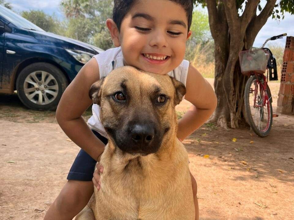 Cão atacado por pitbull precisa de doação de sangue em MS