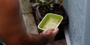 El Niño pode aumentar casos de chikungunya e dengue no Brasil