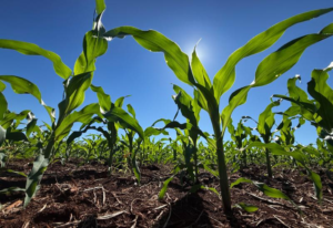 MS reduz 52% importação de fertilizantes em 2026
