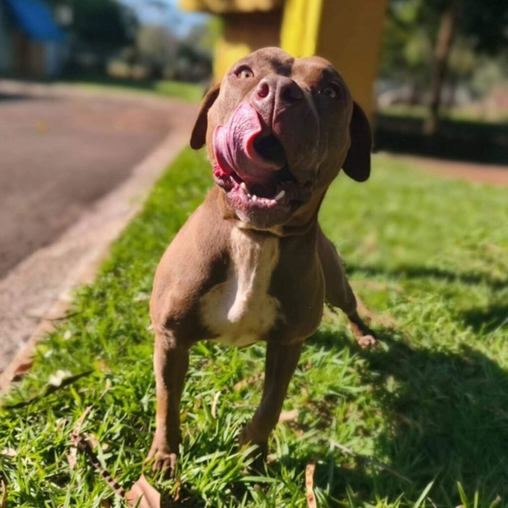 Pitbull resgatada no Jardim Centenário busca donos no CCZ