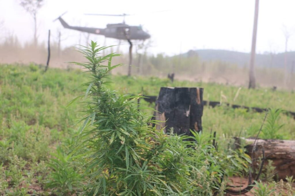 PF e Senad erradicam 435 toneladas de maconha na fronteira