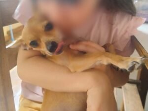Pinscher Princesa desaparece em Campo Grande; família oferece recompensa